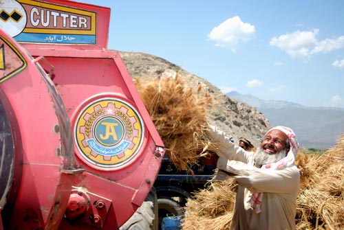 An Afghan farmer threshes wheat. USAID’s Agricultural Development Fund has helped more than 15,000 farmers in 25 of Afghanistan’s 34 provinces. (USAID/Afghanistan photo)