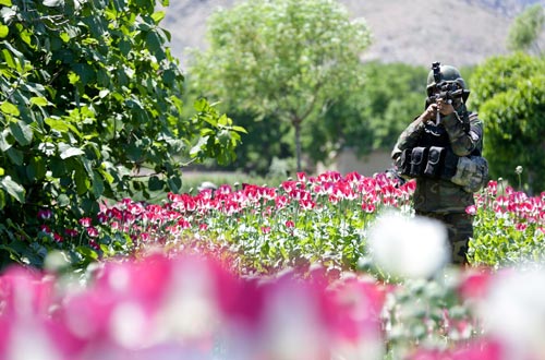 An Afghan National Army commando with 3rd Company, 1st Special Operations Kandak, looks through his scope as he patrols through a poppy field during a clearing operation in Khugyani District, Nangarhar Province, Afghanistan, May 9, 2013. Afghan and coalition forces conducted the operation in order to disrupt insurgent networks and support Afghan Local Police efforts in the area. (U.S. Army Photo by Staff Sgt. Kaily Brown)