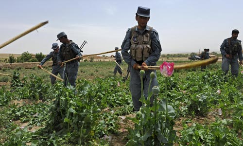 Afghan police use sticks to eradicate a poppy field near the city of Qalat, Zabul Province. (Resolute Support photo by 1st Lt. Brian Wagner)