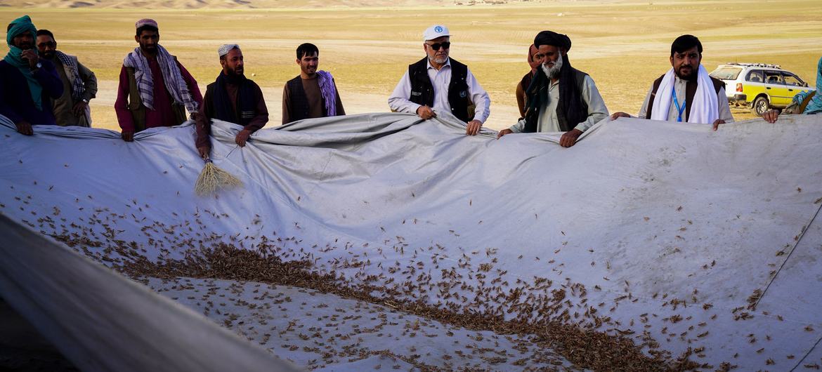 A widespread locust outbreak in northwest Afghanistan threatens crops. (Photo by UN/Hashim Azizi)